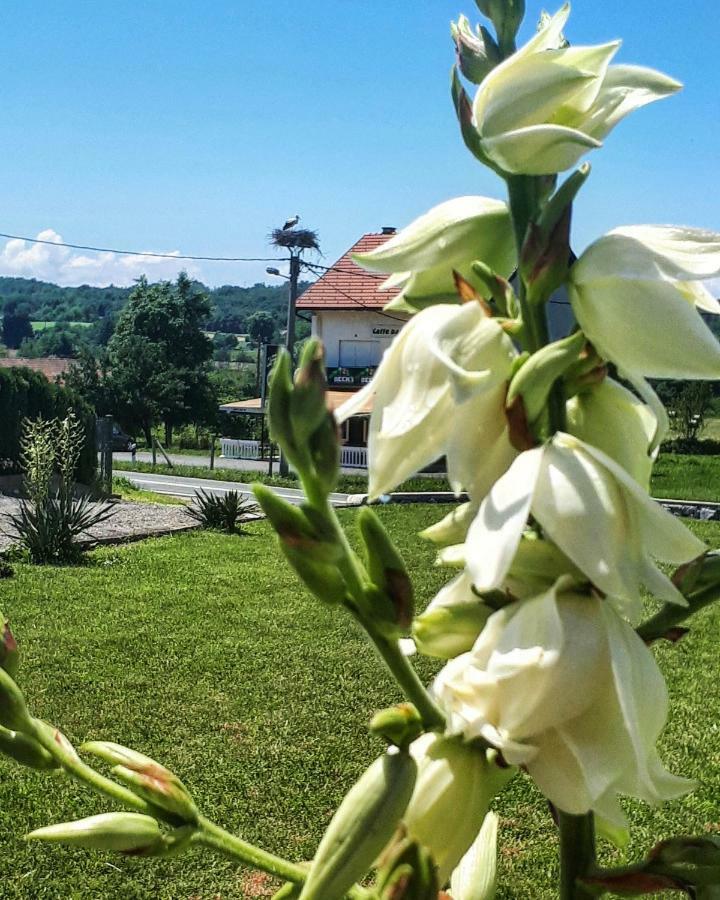Apartman Lena Tusilovic エクステリア 写真